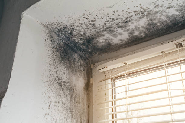 Affordable Mold Remediation solutions in Naperville, IL